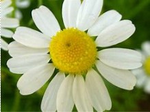 Imagem 10